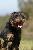 JAGDTERRIER ALLEMAND 027